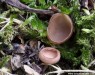 jehnědka jívová (Houby), Ciboria caucus (Fungi)